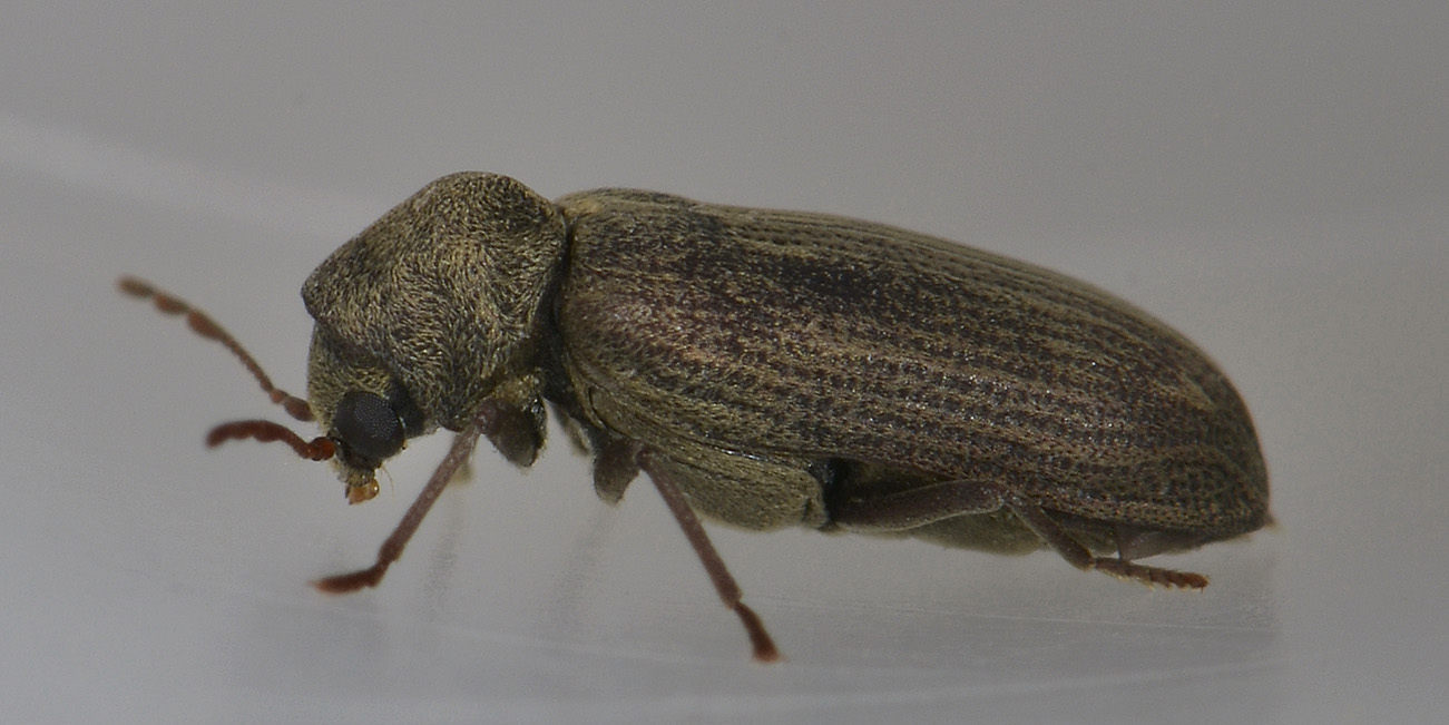 Hemicoelus costatus, Anobiidae